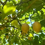 Casa Limone Anna E Clemente Cilento Sapri