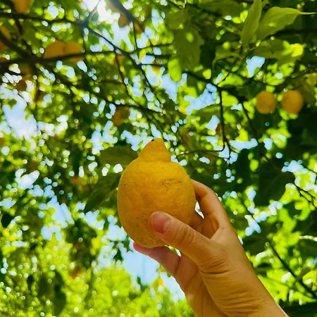 Casa Limone Anna E Clemente Cilento Sapri