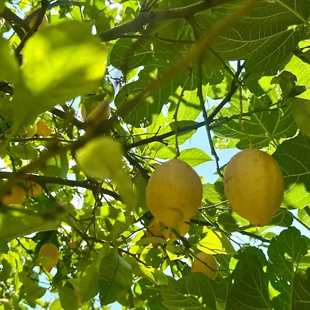 Casa Limone Anna E Clemente Cilento Sapri