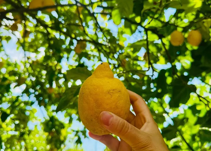 Casa Limone Anna E Clemente Cilento Sapri