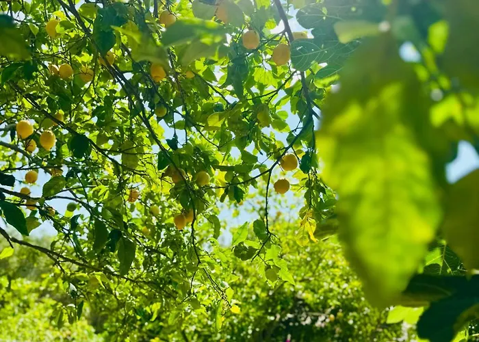 Casa Limone Anna E Clemente Cilento *