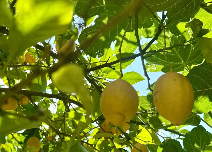 Casa Limone Anna E Clemente Cilento Sapri
